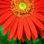 floare