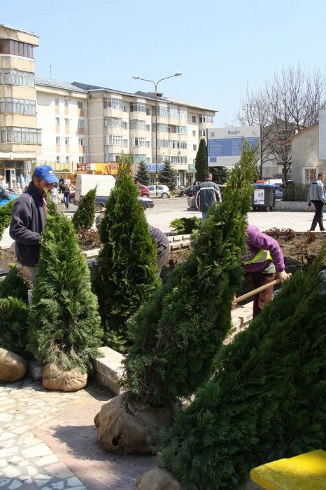 Fălticeni: Campanie de plantări de arbuşti