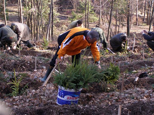 Împăduriri pe 1.650 de hectare de teren