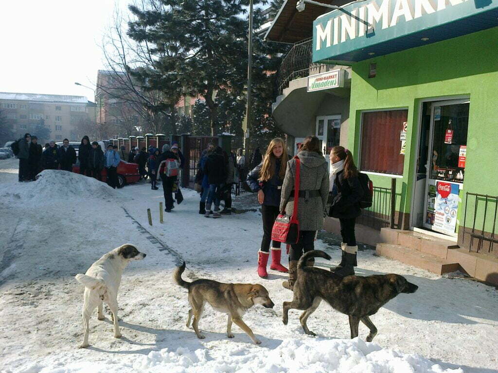 Elevii de la „Miron Costin”, muşcaţi de cîinii comunitari