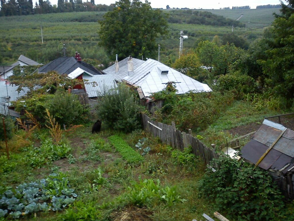 Urs rătăcit prin Fălticeni