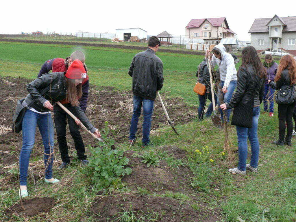 6.500 de arbori vor fi plantaţi la Fălticeni