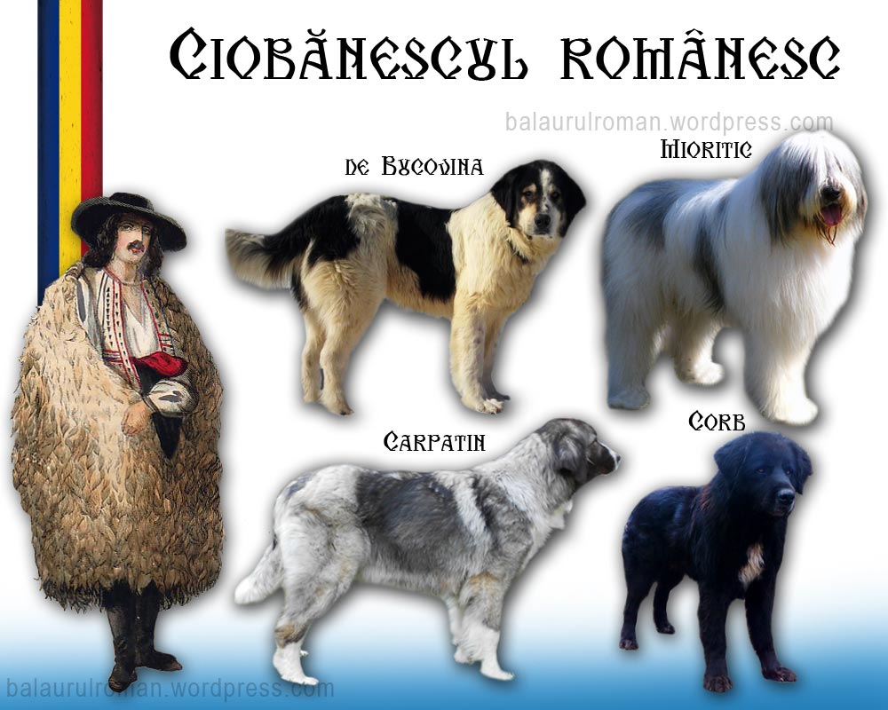 Cu Ciobăneştii, în rîndul lumii