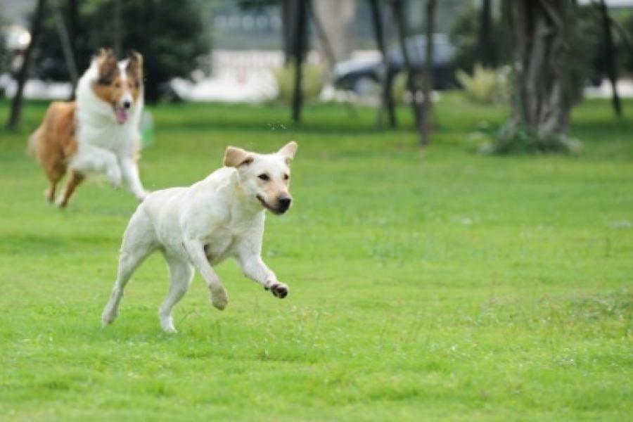 Suceava are regulament privind întreţinerea şi circulaţia cîinilor cu stăpîn