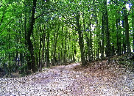 Pădurile României, apărate doar în stradă