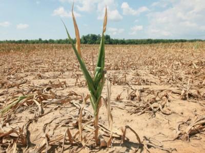 Culturile agricole suferă din cauza secetei