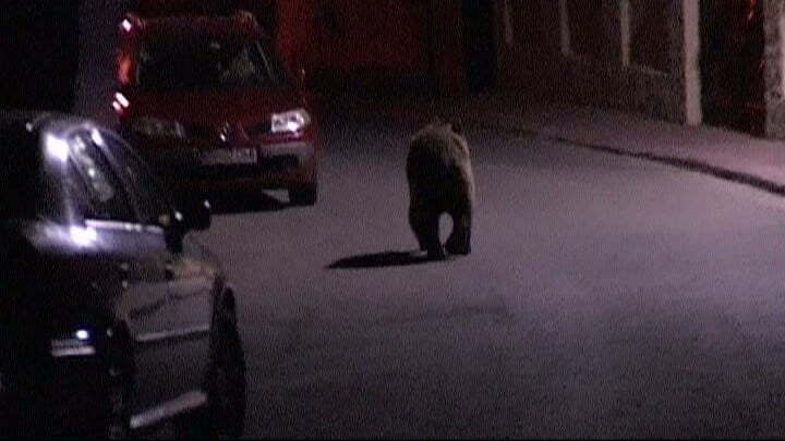 Un urs se plimbă prin Suceava!