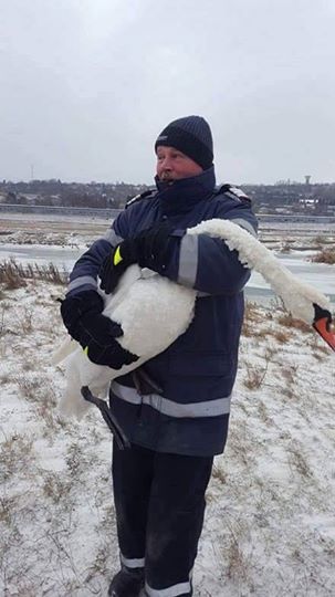 Misiune de salvare a lebedelor, eşuată