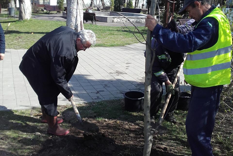 Lungu, la plantat stejari