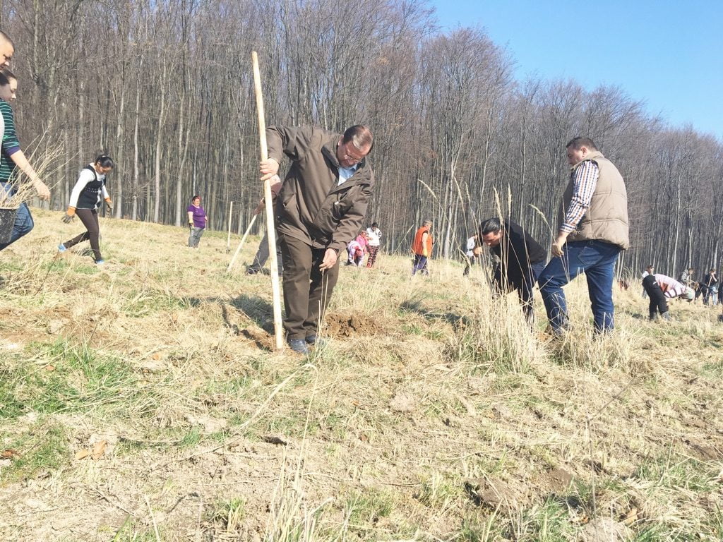 560 de ani de la înscăunarea lui Ştefan, stejari plantaţi la Dolhasca