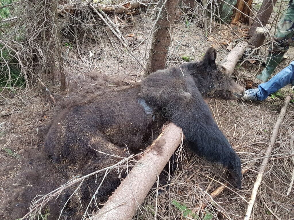 Trei urşi găsiţi morţi, la Panaci