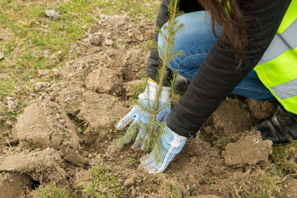100 de puieţi, plantaţi la Pătrăuţi