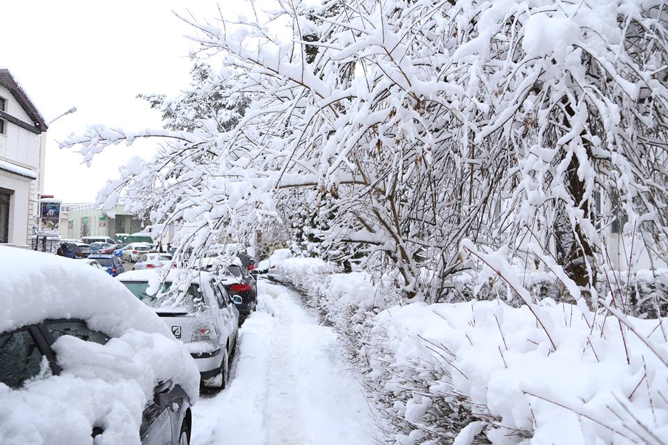Cod portocaliu de ger, pentru judeţul Suceava