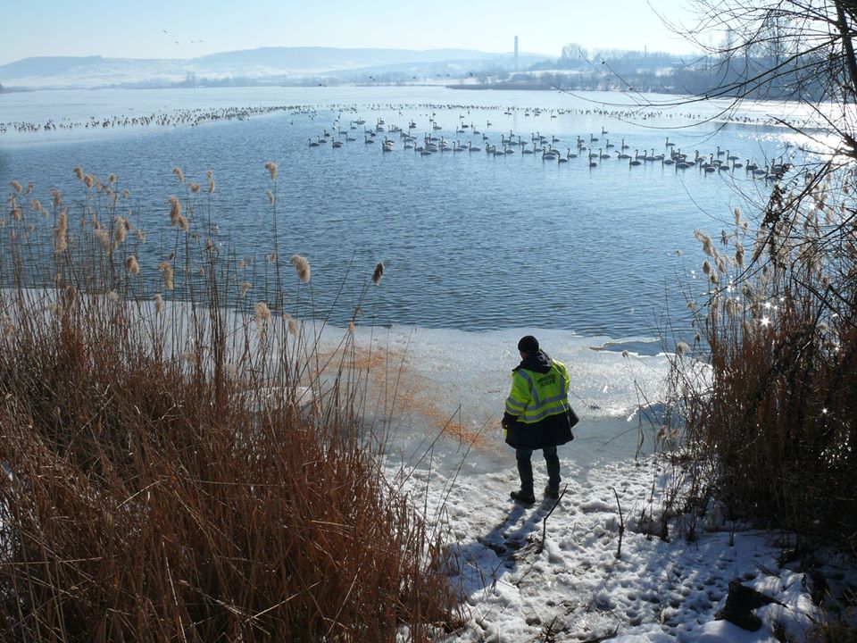 Fălticenenii, rugaţi să nu mai hrănească lebedele cu pîine