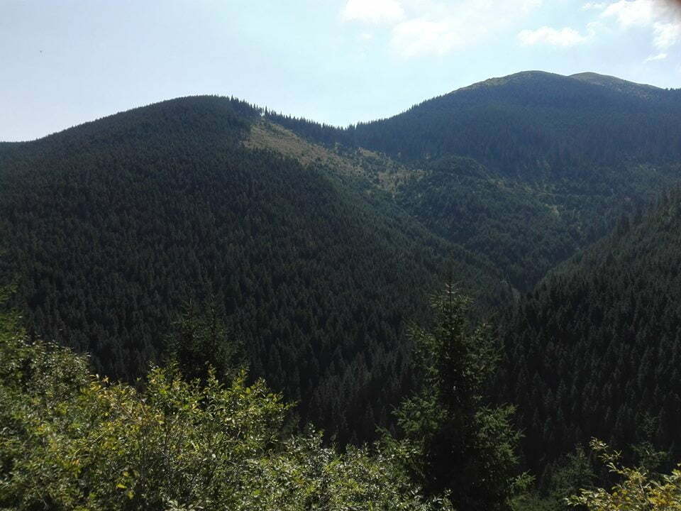 Un scaun prea înalt pentru silvicultorii suceveni
