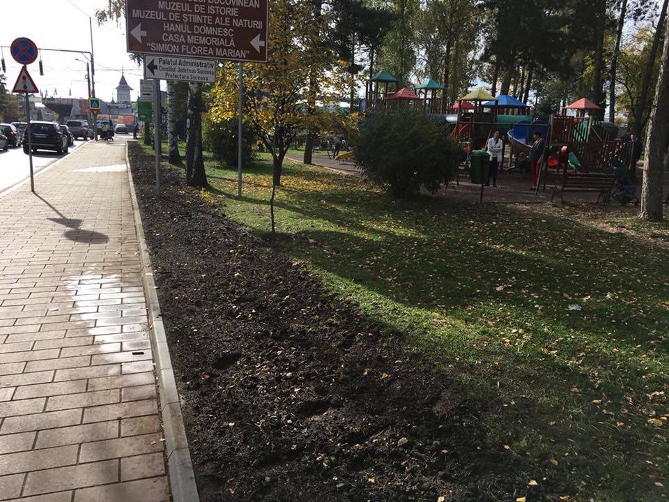 Toaletarea copacilor fără autorizaţie, amendă 40.000 de lei