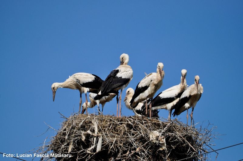 Cuib de barză cu 7 pui, la Horodnic de Sus