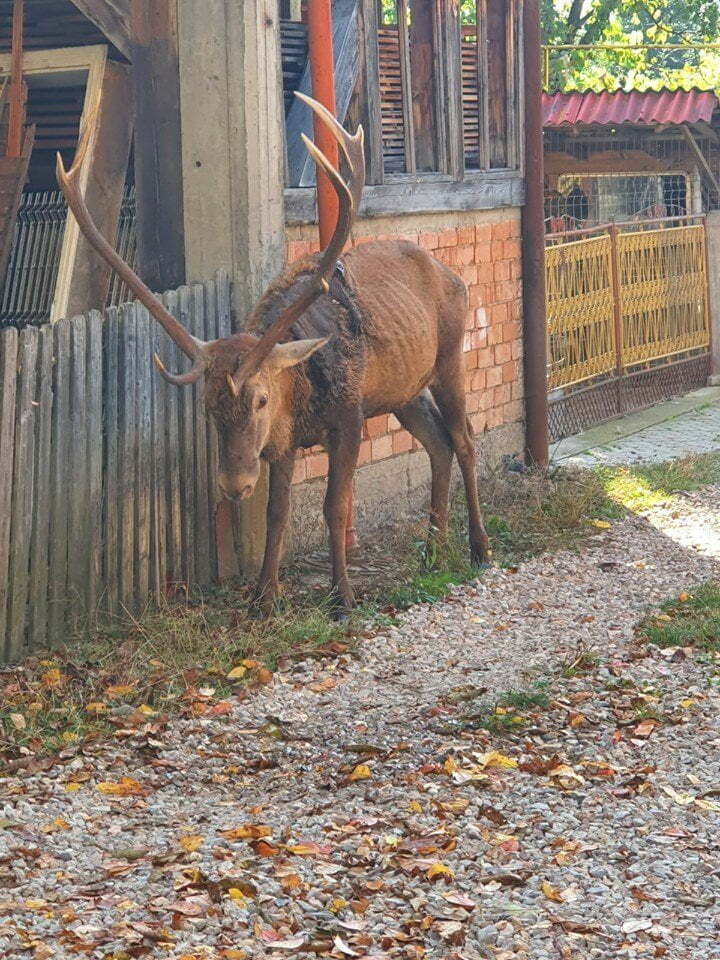 Braconierii mizeri, de fapt niște vînători cu autorizație