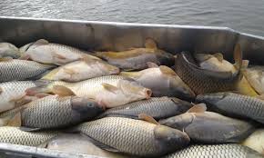 150 de kilograme de peşte, confiscate din pieţele sucevene