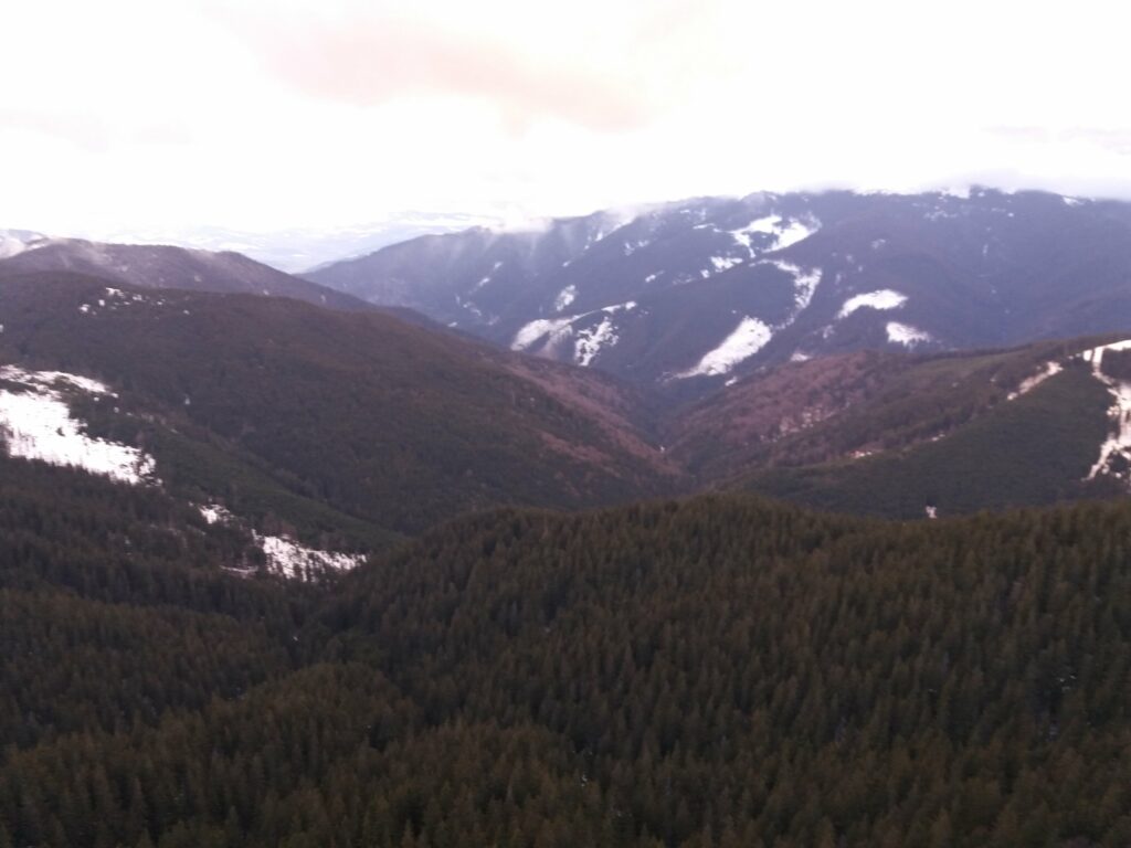 Vasile Lupu, Gheorghe Flutur şi ditamai suprafaţa de pădure