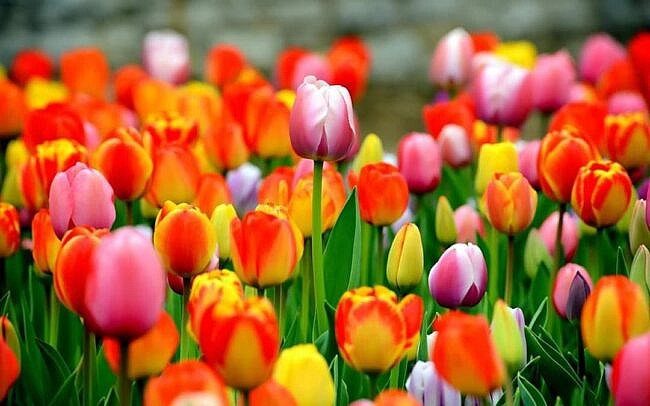 Campanie de plantare de pomi şi flori