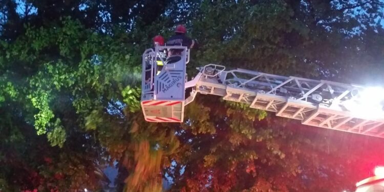 Arbore doborît de vînt, căzut pe două mașini