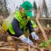 Programul de reîmpădurire Pădurea de Mâine încheie o nouă etapă
