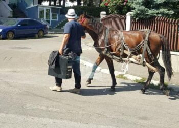 Suceava: Căruțașul amendat și-a luat calul și a plecat