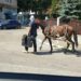 Suceava: Căruțașul amendat și-a luat calul și a plecat