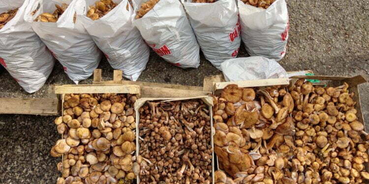 Hai să te fur în Bucovina!