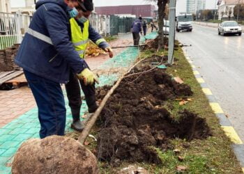 Campanie de plantare a platanilor