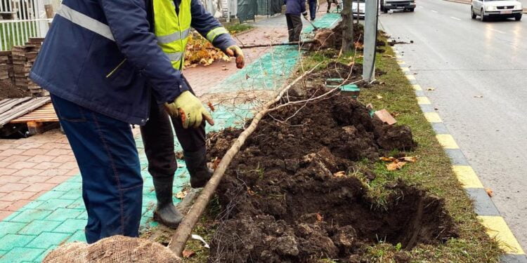 Campanie de plantare a platanilor