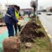Campanie de plantare a platanilor