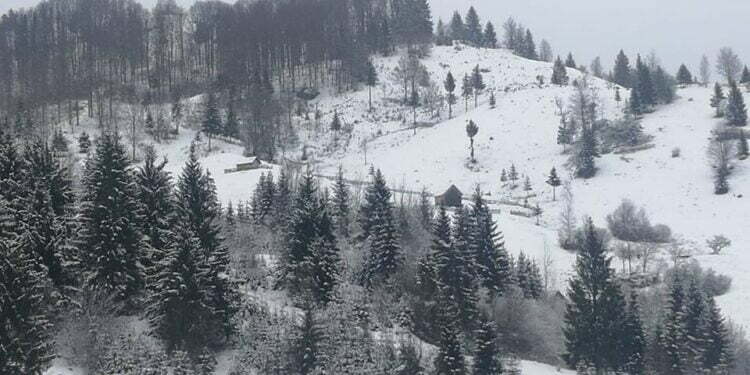 CJ, plan pentru o campanie de împădurire