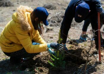 Angajații IULIUS au plantat 3.500 de copaci