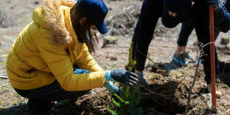 Angajații IULIUS au plantat 3.500 de copaci