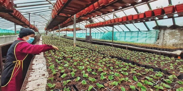 Primăria Suceava: Seră de 2 milioane de lei