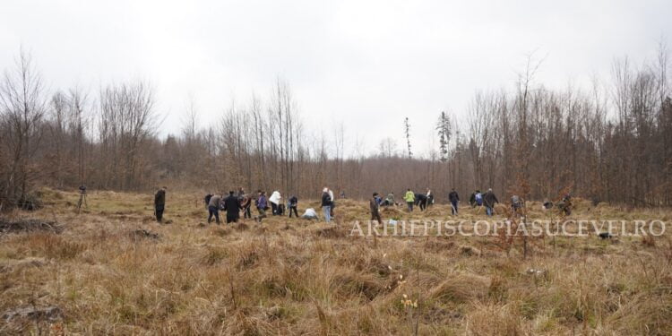 Tinerii ortodocși, plantări de puieți la Ilișești