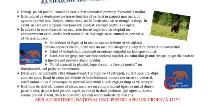 Vatra Dornei: Garduri distruse de un urs