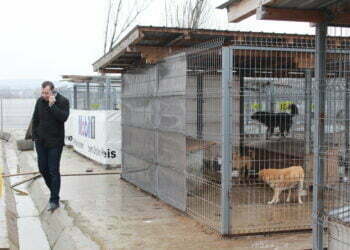 Harșovschi: Cîinii de pe străzile Sucevei, aduși din alte părți