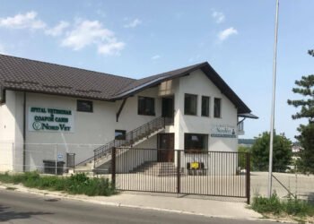Veterinar Suceava: Cum tratăm acasă insolaţia la câini