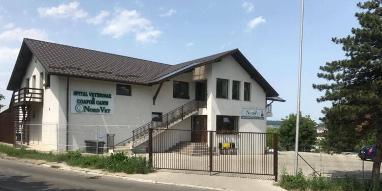 Veterinar Suceava: Cum tratăm acasă insolaţia la câini