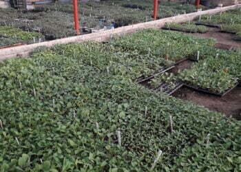 Suceveanul de jos, ignorat de suceveanul sus-pus