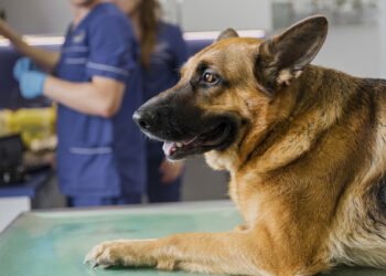 Cum se tratează râia la câini. Sfaturi de la veterinarii din Suceava