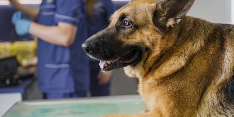 Cum se tratează râia la câini. Sfaturi de la veterinarii din Suceava