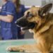 Cum se tratează râia la câini. Sfaturi de la veterinarii din Suceava
