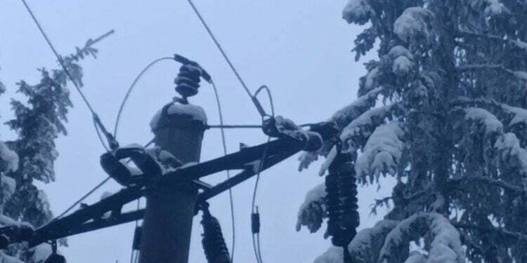 Copaci doborîți de vînt, pe Rarău