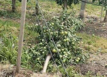 Nici un punct de lansare a rachetelor antigrindină la Suceava și la Botoșani. Deputatul Radu Ciornei: Sîntem lăsați la urmă, sîntem coada cozii, ca de obicei