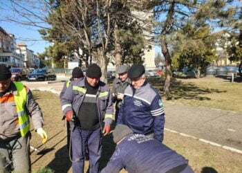 Campanie de plantare în Suceava: 300 de copaci din speciile brad alb, pin, tei, prun roșu sau salcîm galben