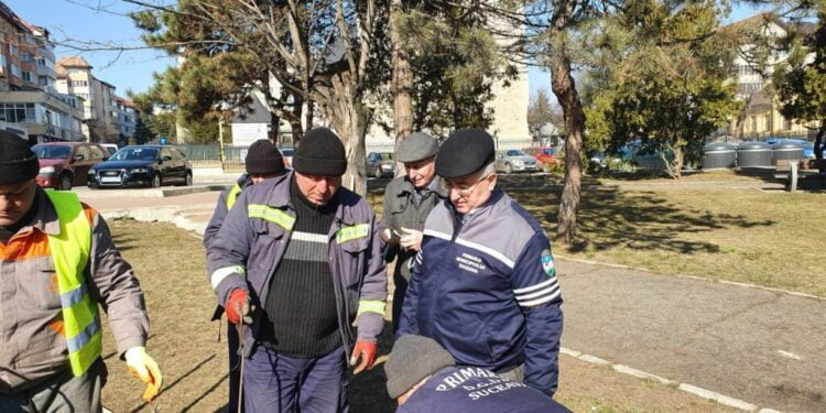 Campanie de plantare în Suceava: 300 de copaci din speciile brad alb, pin, tei, prun roșu sau salcîm galben